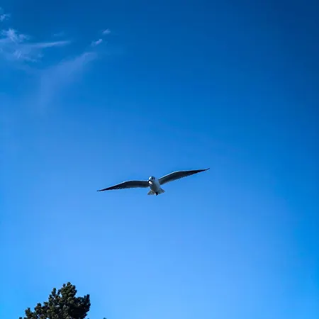 Horizont * Kobbelluck