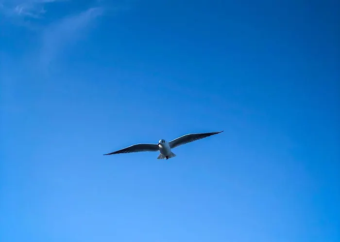 Horizont * Kobbelluck